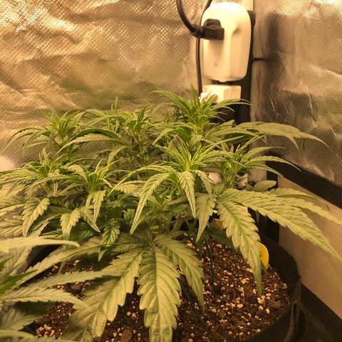Carla (DG) growlog timeline photo