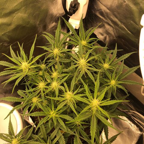 Carla (DG) growlog timeline photo