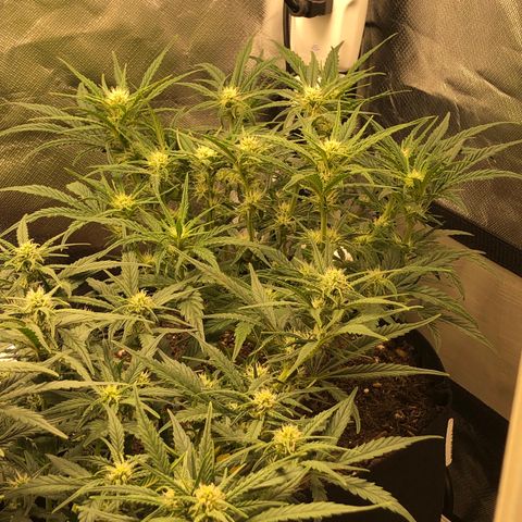 Carla (DG) growlog timeline photo