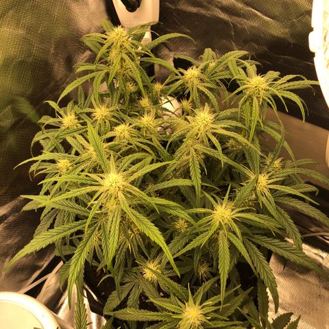 Carla (DG) growlog timeline photo