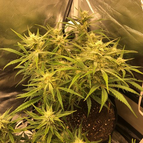 Carla (DG) growlog timeline photo