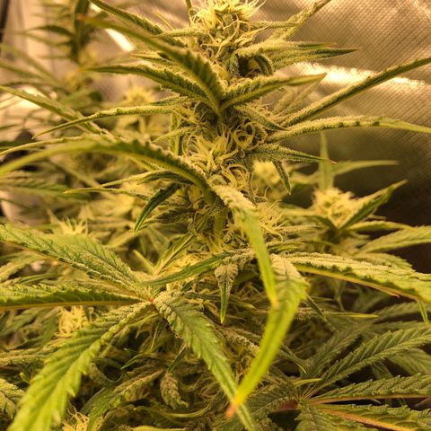 Carla (DG) growlog timeline photo