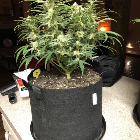Carla (DG) growlog timeline photo