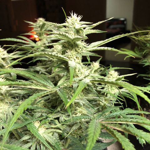 Carla (DG) growlog timeline photo
