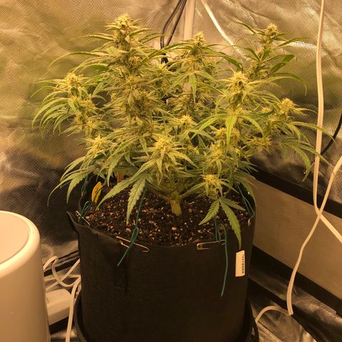 Carla (DG) growlog timeline photo