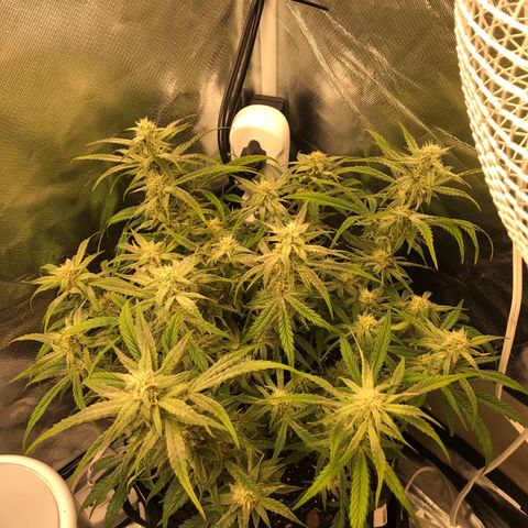 Carla (DG) growlog timeline photo