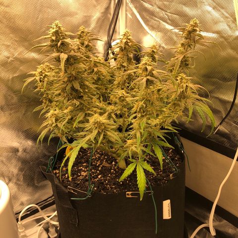 Carla (DG) growlog timeline photo