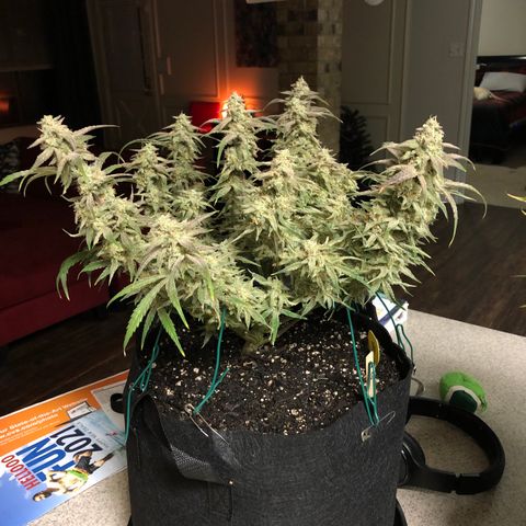 Carla (DG) growlog timeline photo