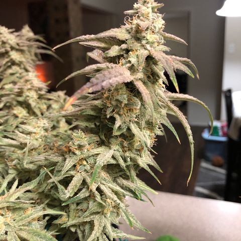 Carla (DG) growlog timeline photo