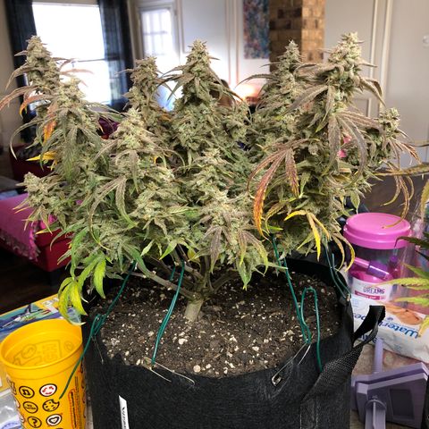 Carla (DG) growlog timeline photo