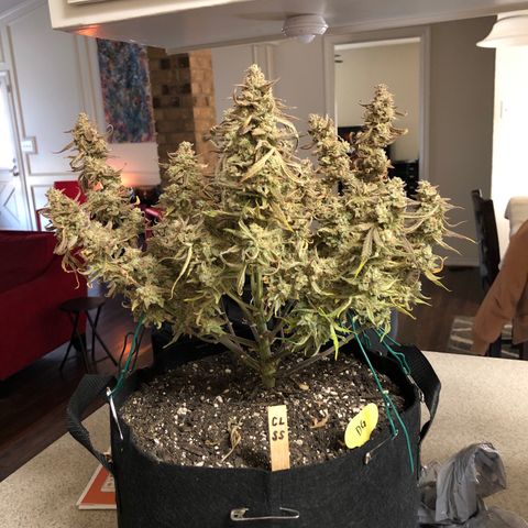 Carla (DG) growlog timeline photo