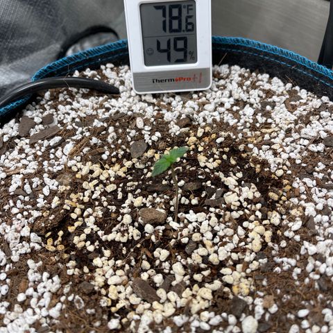 Toof Decay growlog timeline photo