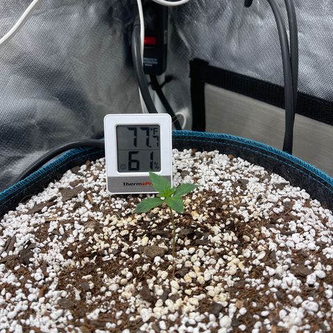Toof Decay growlog timeline photo