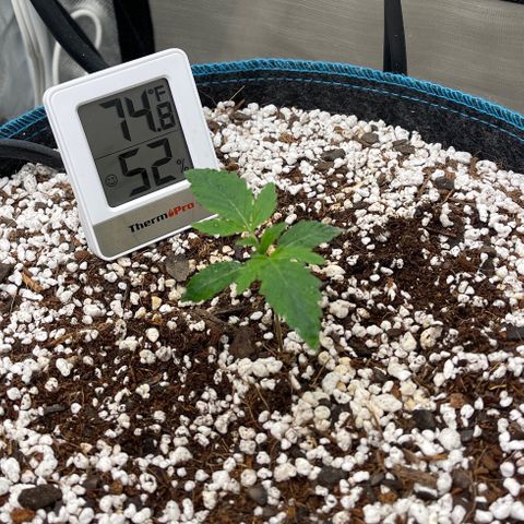 Toof Decay growlog timeline photo