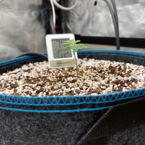 Toof Decay growlog timeline photo