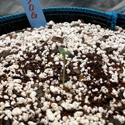 3wok OG growlog timeline photo