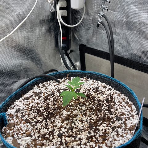 Toof Decay growlog timeline photo
