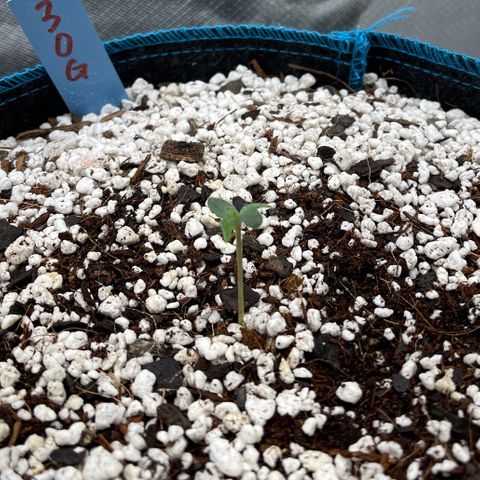 3wok OG growlog timeline photo