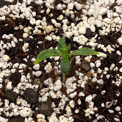 3wok OG growlog timeline photo
