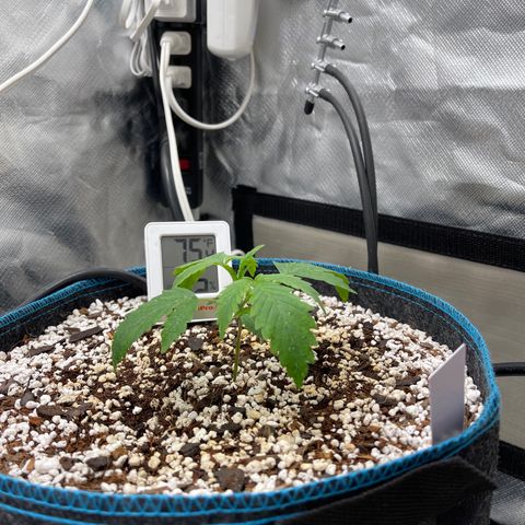 Toof Decay growlog timeline photo