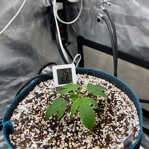 Toof Decay growlog timeline photo