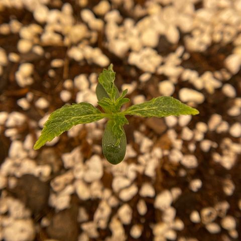3wok OG growlog timeline photo
