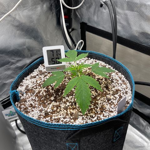 Toof Decay growlog timeline photo