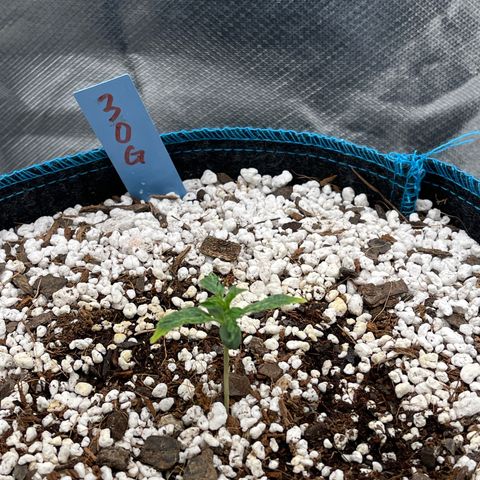 3wok OG growlog timeline photo