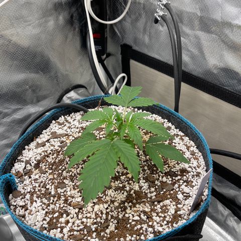 Toof Decay growlog timeline photo