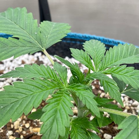 Toof Decay growlog timeline photo