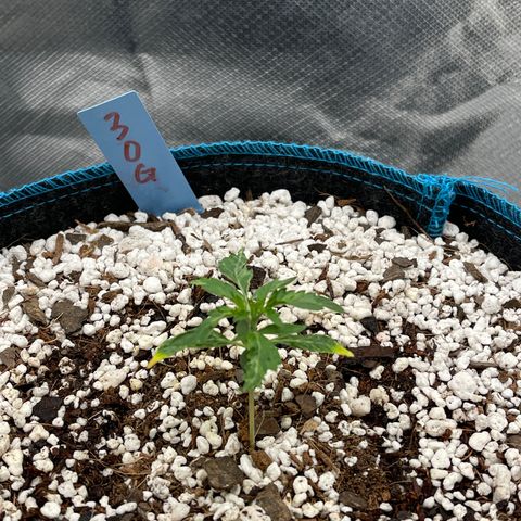 3wok OG growlog timeline photo