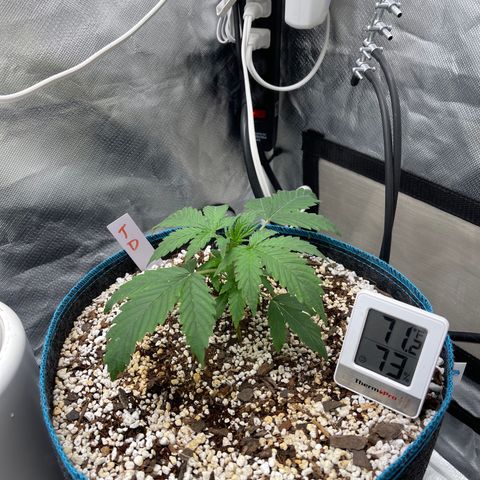 Toof Decay growlog timeline photo