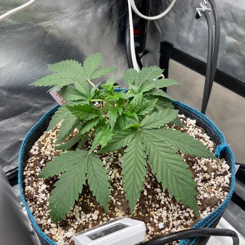 Toof Decay growlog timeline photo
