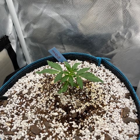 3wok OG growlog timeline photo