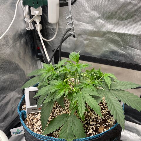 Toof Decay growlog timeline photo
