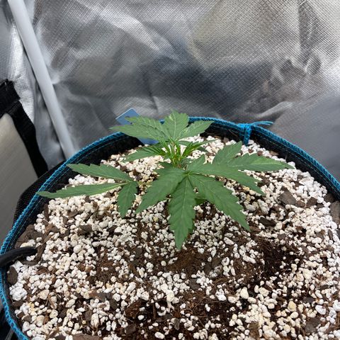 3wok OG growlog timeline photo