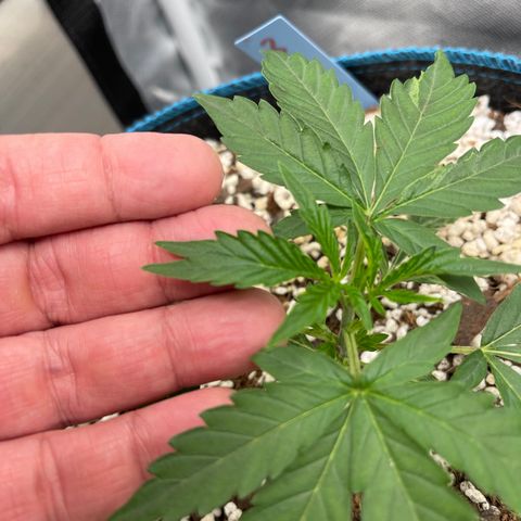 3wok OG growlog timeline photo