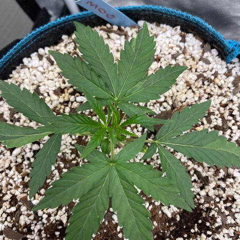 3wok OG growlog timeline photo