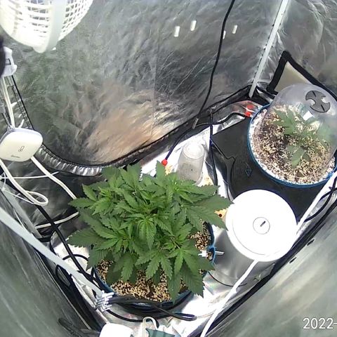 Toof Decay growlog timeline photo