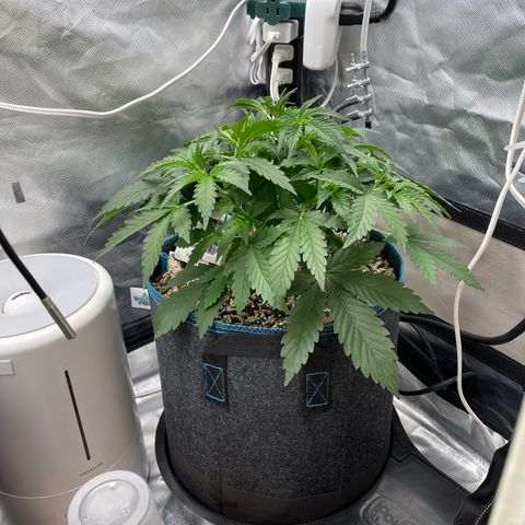 Toof Decay growlog timeline photo