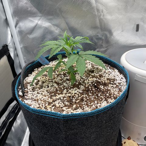 3wok OG growlog timeline photo