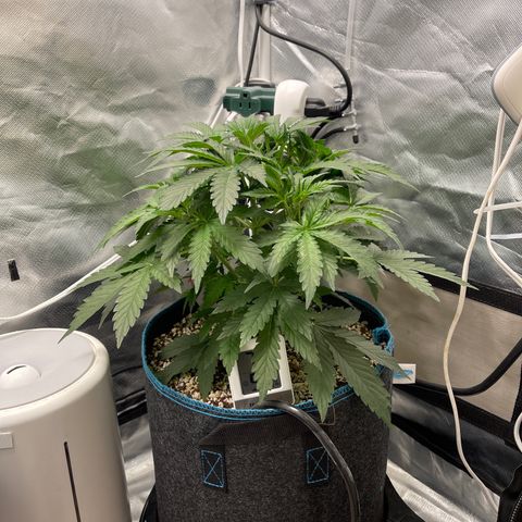 Toof Decay growlog timeline photo
