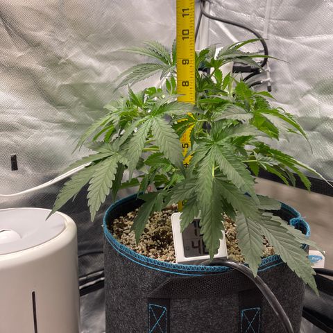 Toof Decay growlog timeline photo