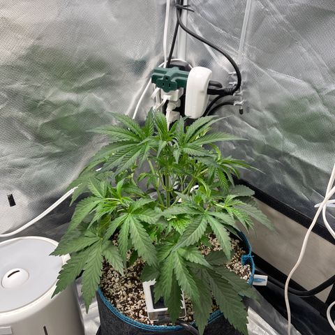 Toof Decay growlog timeline photo