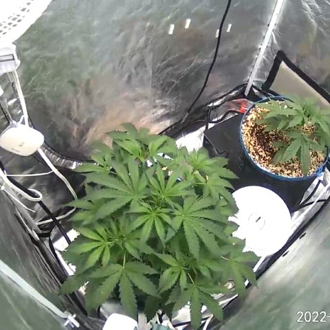 3wok OG growlog timeline photo
