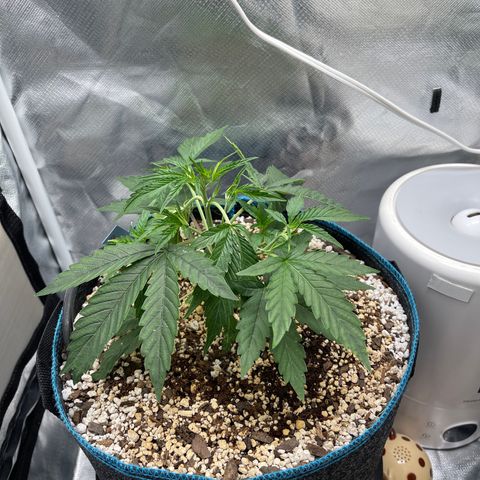 3wok OG growlog timeline photo