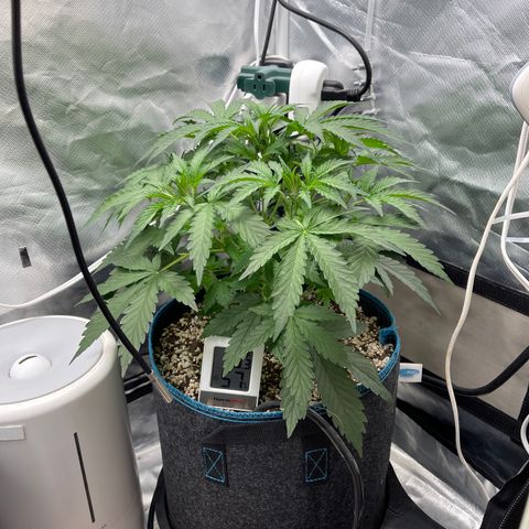 Toof Decay growlog timeline photo