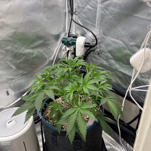 Toof Decay growlog timeline photo