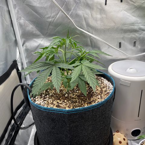 3wok OG growlog timeline photo