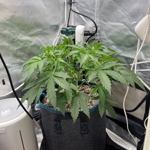 Toof Decay growlog timeline photo